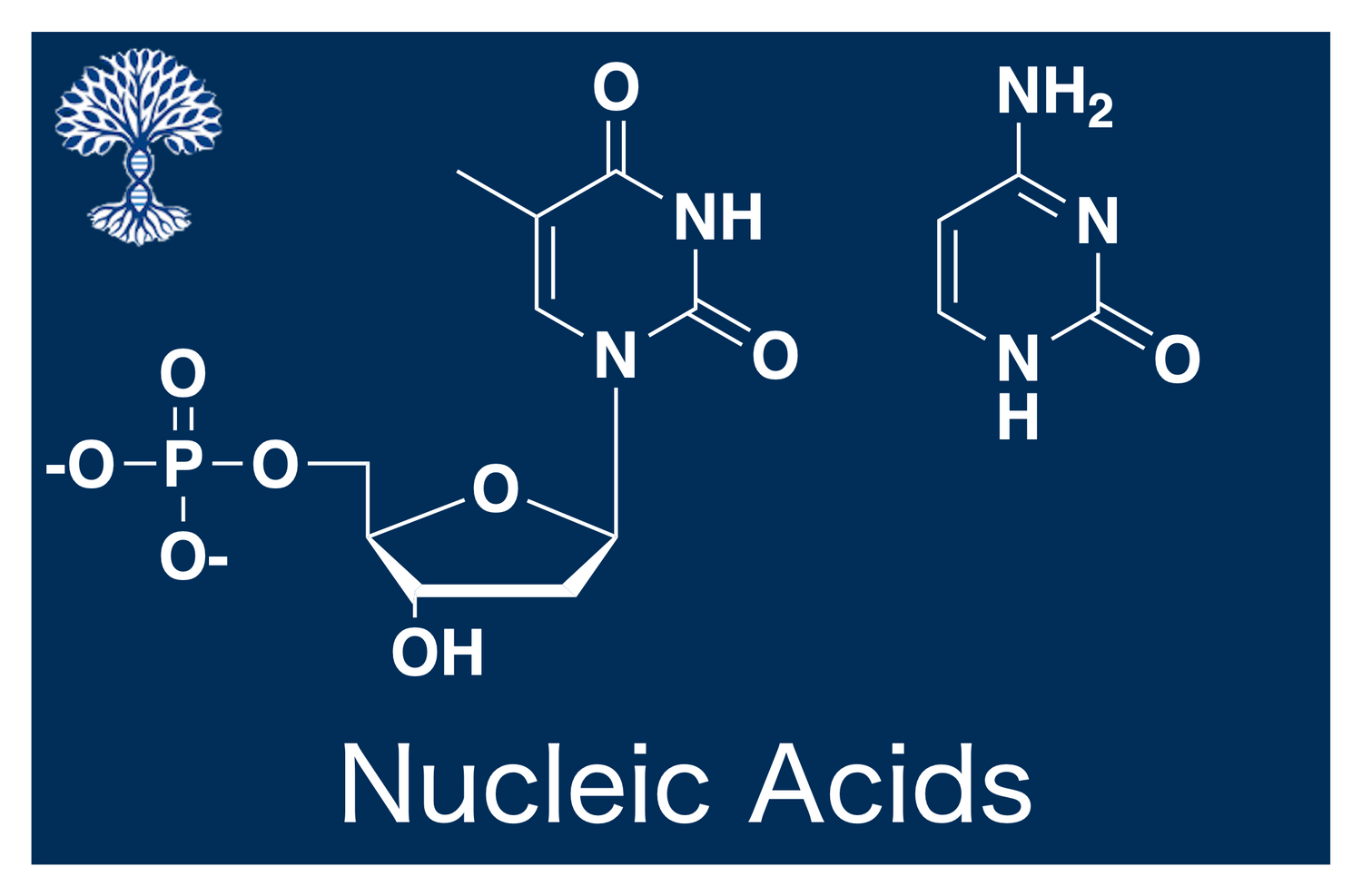 Nucleosides & Nucleobases