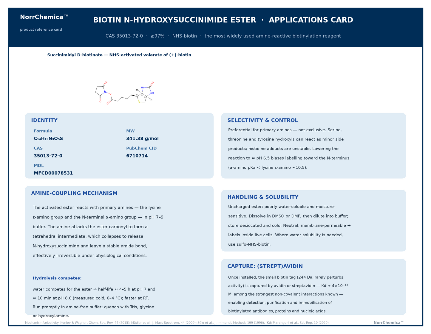 NorrChemica product reference card for Biotin N-hydroxysuccinimide ester (NHS-biotin), CAS 35013-72-0, ≥97%. Shows the chemical structure of the NHS-activated valerate ester of biotin, with labelled sections: identity (C₁₄H₁₉N₃O₅S, MW 341.38, PubChem CID 6710714, MFCD00078531); the amine-coupling mechanism forming a stable amide; competing ester hydrolysis; selectivity for primary amines; handling and solubility in DMSO or DMF; and capture of the biotin tag by avidin or streptavidin.